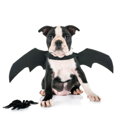 Bat Pup Outfit
