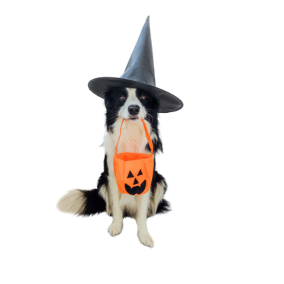 Witch Hat with Pumpkin Bag