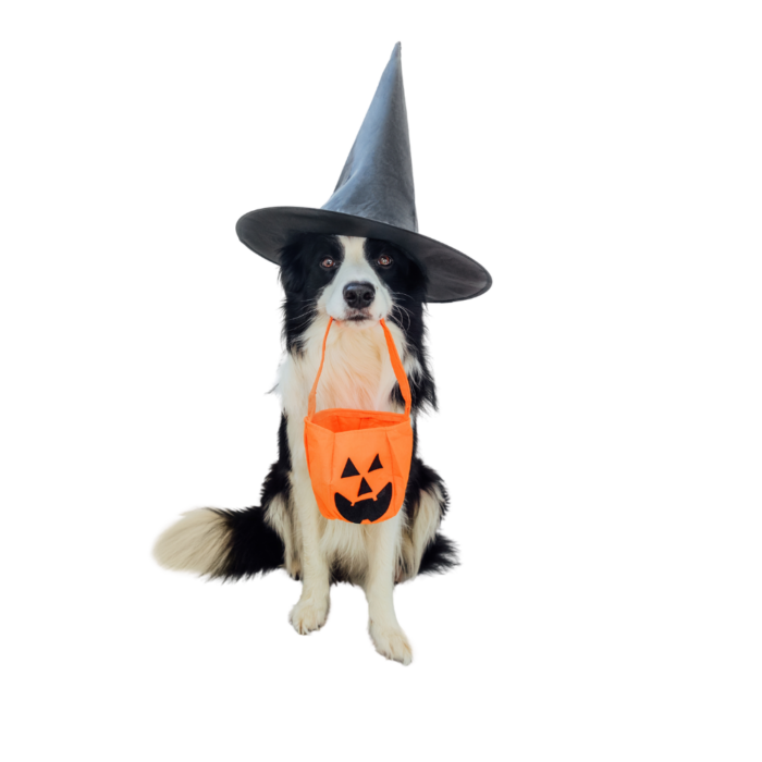 Witch Hat with Pumpkin Bag