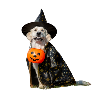 Wizard Dog Outfit