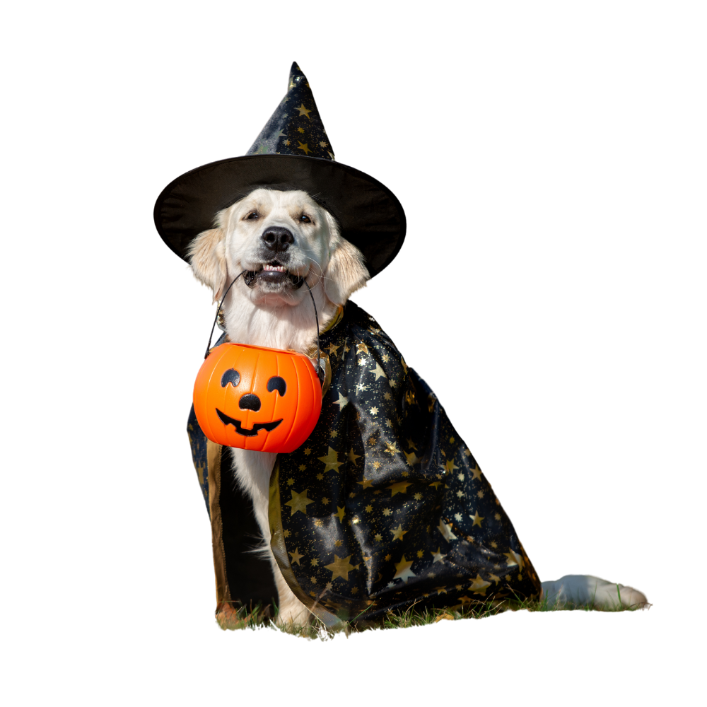 Wizard Dog Outfit
