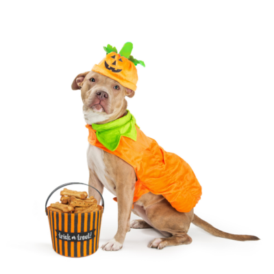 Pumpkin Pooch Costume