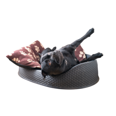 CosmoWeave Basket Bed